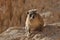 Rock hyrax in the Ein Gedi National Park in Israel. Protected wild animals forage and agile climb trees and rocks