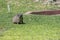 Rock hyrax on grass at lodge in desert, near Hobas, Namibia