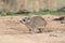 A Rock hyrax on the ground