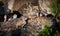 Rock hyrax herd in Serengeti, Tanzania, Africa.