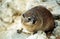 Rock hyrax, Hermanus, South African Republic