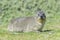 Rock hyrax looking at camera