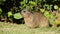 Rock hyrax in natural habitat