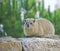 Rock Hyrax (Procavia capensis)