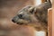 Rock hyrax (Procavia capensis).