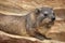 Rock hyrax (Procavia capensis).