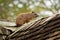 Rock Hyrax - Procavia capensis also dassie, Cape hyrax, rock rabbit and coney, medium-sized terrestrial mammal, order Hyracoidea