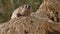 Rock hyrax, Procavia capensis, in Ein Gedi nature reserve, Israel