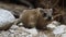 Rock hyrax, Procavia capensis, in Ein Gedi nature reserve, Israel