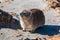 Rock hyrax Procavia capensis full length close up