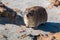 Rock hyrax Procavia capensis full length close up of animal