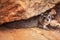 Rock hyrax Procavia capensis hiding between large stones. Ambo