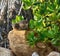 Rock hyrax or Procavia capensis sitting on big stone.