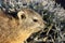 Rock hyrax in the Quiver Tree Forest near Keetmanshoop - Namibia Africa