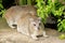 Rock Hyrax resting on concrete floor at Serengeti National Park in Tanzania, Africa