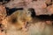 Rock hyrax, rock dassie sit on a rock, waterberg, namibia