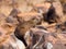 Rock hyrax sitting onthe stone