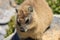 Rock Hyrax is sitting on the stone.