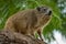 Rock hyrax sitting on thick tree branch