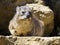 Rock hyrax on stone