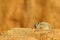 Rock Hyrax on stone in rocky mountain. Wildlife scene from nature. Face portrait of hyrax. Procavia capensis, Namibia. Rare