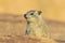 Rock Hyrax on stone in rocky mountain. Wildlife scene from nature. Face portrait of hyrax. Procavia capensis, Namibia. Rare