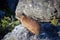 Rock hyrax on stone at Table Mount plateau, Cape Town