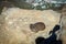 Rock hyrax on stone at Table Mount plateau, Cape Town