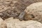 Rock hyrax in stony ambiance