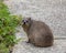 Rock hyrax on the table mount, South Africa, Cape town