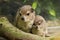 A rock hyrax with young