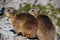 Rock hyraxes basking in the sun