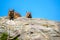 A Rock Hyraxs or Dassies in Tsitsikamma National Park, South Africa