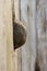 Rock inside a wooden wall, abstract, side