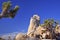 Rock Joshua Tree National Park