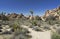 Rock in Joshua Tree NP