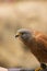 Rock Kestrel Perched on a Hand