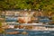 Rock ledges in Niagara River