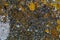 Rock lichen. Lichen on stone texture. Abstract lichen pattern texture background. Colorful grunge background. Mountain grunge