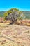 Rock with lichen with lone desert tree and hills in background