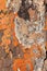Rock Lichens Background Pattern
