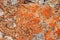 Rock Lichens Background Pattern