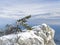 Rock with a lonely pine in mountains in Crimea