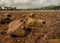 Rock at low tide covered with barnacles and winkles on the muddy sandy foreshore