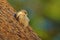 Rock martin, Ptyonoprogne fuligula, small passerine bird in the swallow family, sitting on the reed roof, bird from Namibia in