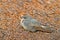 Rock martin, Ptyonoprogne fuligula, small passerine bird in the swallow family, sitting on the reed roof, bird from Namibia in