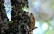 Rock Monitor Lizard, South Africa