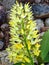 Rock orchid