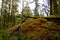 A rock outcrop in the forest is covered with golden feather moss