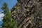 Rock outcrops in the Krasnoyarsk Stolby Reserve.